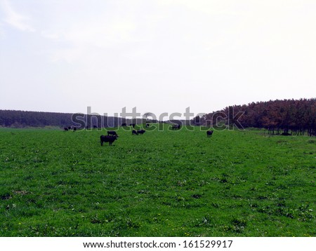 Large brown cows in a field of bright green grass on a clear day.