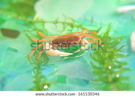 A crab swimming in water surrounded by plants.