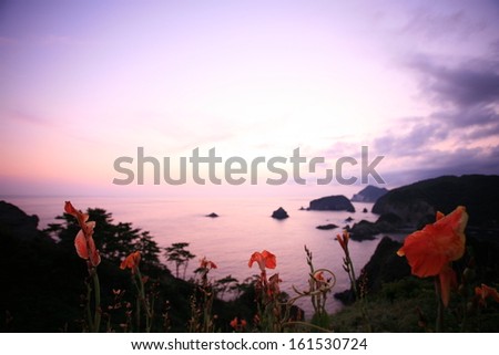 Flowers on the top of a hill, with the ocean in the background.
