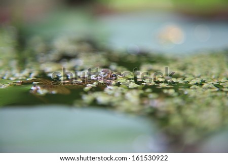 A lone frog swimming through leaves of a river.