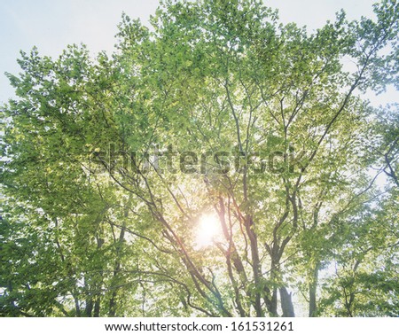 Big tree with green leaves in front of the sun.