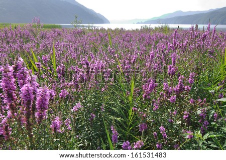 A field of tall purple flowers on a sunny day.