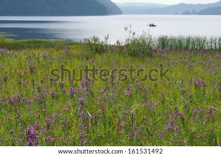 A grassy meadow with purple wildflowers that overlooks a body of water in the mountains.