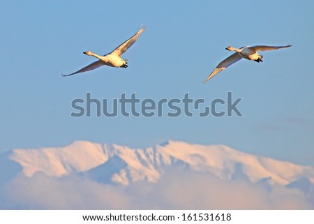 Two birds flying over mountains in blue sky.