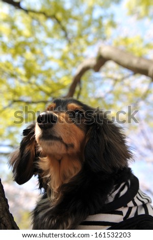 A brown and black dog wearing a black and white striped shirt.
