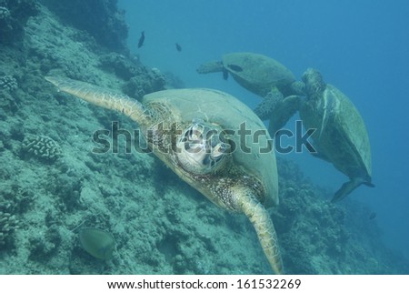 Three sea turtles swimming in blue water.