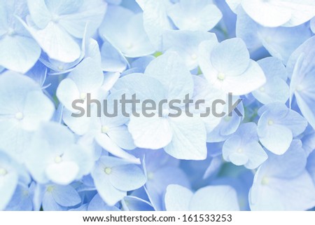 A cluster of tiny, delicate white flowers in purple light.