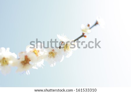 A single branch tip is covered with white blossoms against a pale blue sky.