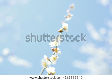 A stalk of white flowers against a pale blue back drop.