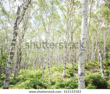 Tall white trees depart from dense green bushes and reach into the clouds.
