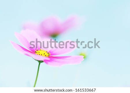 Light and dark pink flower in front of a blue background.