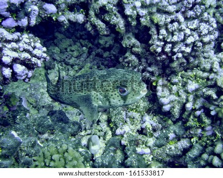 A spotted fish near similar looking ocean life.