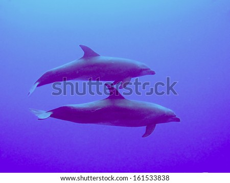 Two dolphins swimming side-by-side underwater.