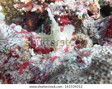 A white fish among underwater plants and coral.