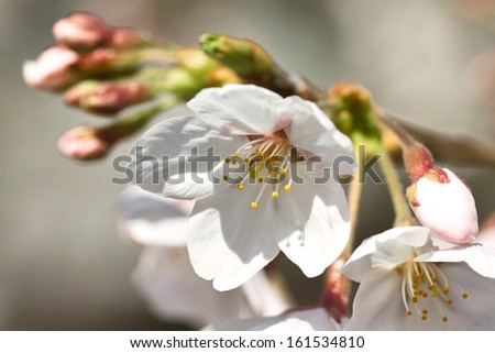White flowers growing on a branch with budding flowers.