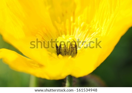 A vibrant yellow and gold flower blooms against a dark green back drop.