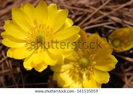 A pair of bright yellow flowers sitting in brown colored mulch.