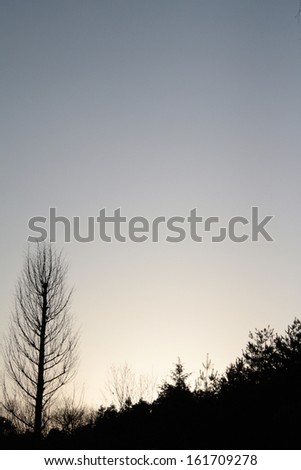 Silhouettes of barren trees reach up into a gray sky.