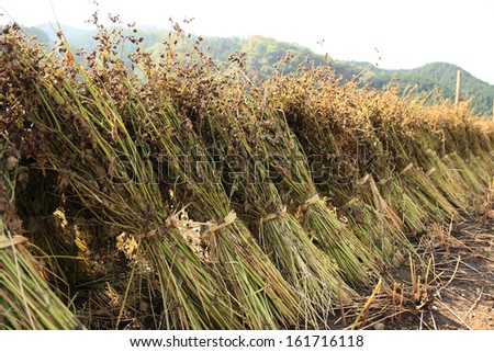 A row of plants tied in bundles are leaning.