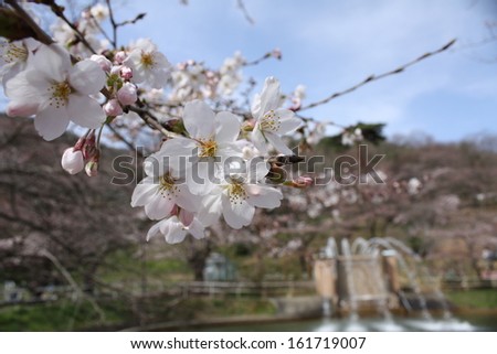 A tree branch full of small white flowers, and a fountain flowing in the background.