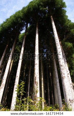 Tall straight trees without limbs on the lower portions.