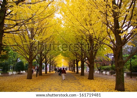 A group of people walk along a path covered with yellow fall leaves.