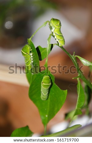 Three caterpillars eating a green plant.