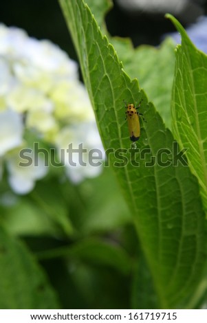 A big green leaf with a bug on it and white flowers in the background.