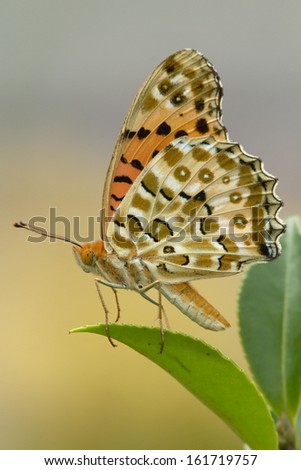 A brown, tan, and orange butterfly perched on a leaf.