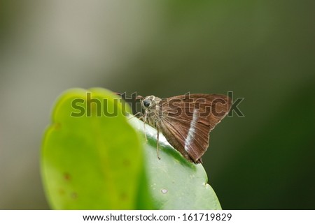 A small moth on the tip of a leaf.