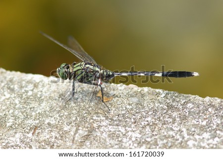 A flying insect pausing on a stone.