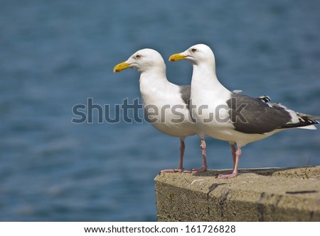 Two seagulls standing on a cement ledge with water in the background.