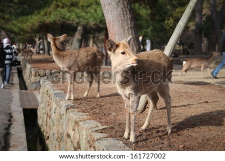 Two animals sitting on the edge of a small wall.