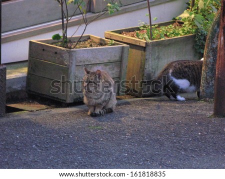 Two cats in front of two garden planters. One is sitting and the other is moving behind something else.