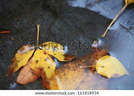 Yellow and brown leaves sitting on a stone in a puddle of water.