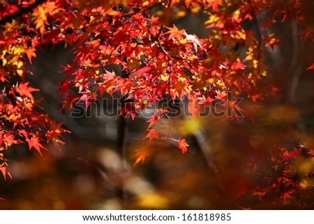 Sunlight breaks through the autumn leaves of a maple tree.