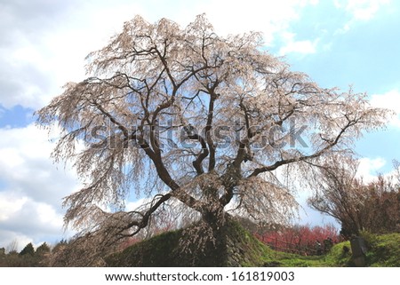 A single cherry blossom tree on a hill.