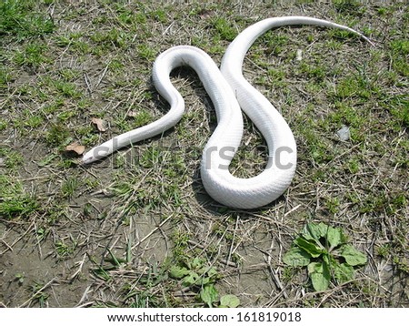 An all white snake slithering on grass and dirt.