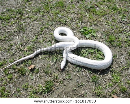 A white snake curled on the ground.