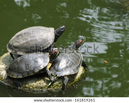 Three turtles are resting on a rock in the water.
