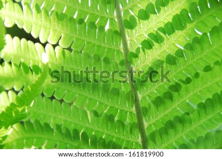 close-up of a fern showing the stem and the leaf formations off it.