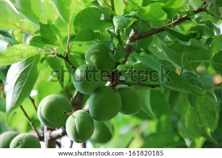 Firm green fruits dangle from a protruding tree limb.