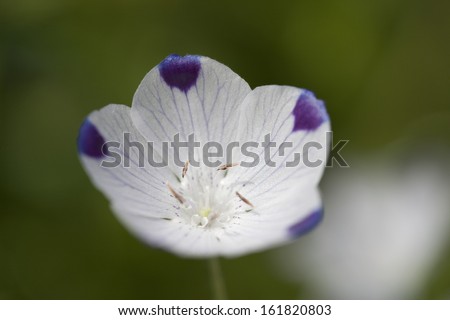 A close-up of a delicate white flower that reveals deep purple tips as it opens.
