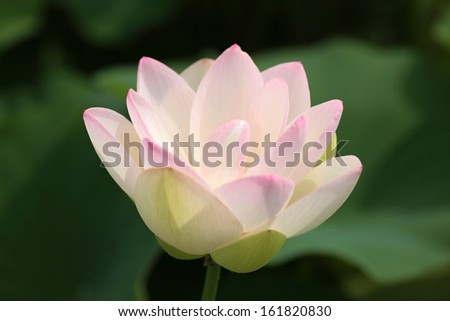 An open flower surrounded by lily pads.