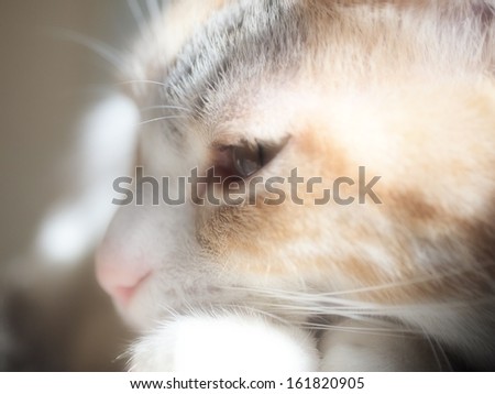 Close-up of the face of a white and brown colored cat.