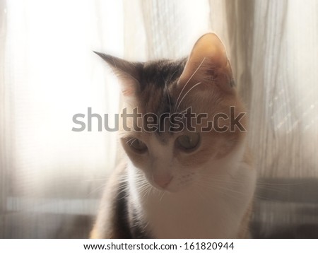 A white and brown cat with windows in the back.