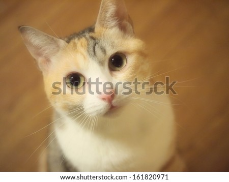 A calico cat staring up with big green eyes.