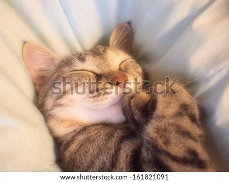 A kitten sleeping with paws crossed.