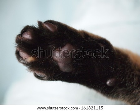 One black animal paw with slight brown coloring.