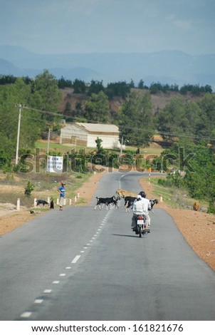 A pair of cyclists stop on the country road to allow the herd of goats to cross.